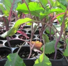 D0341 Chou pain rouge (pointu)