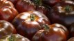 E010 Tomate Noire: Noire de Crimée
