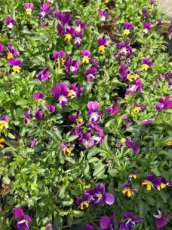 Z332 Viola tricolore
